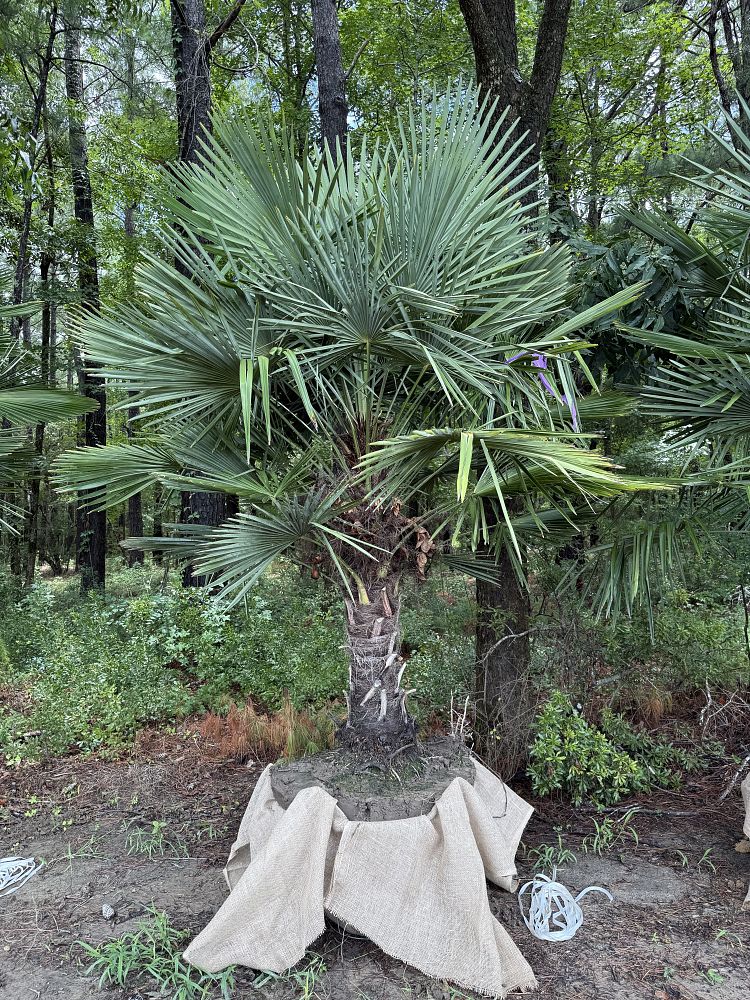 trachycarpus-fortunei-windmill-palm-chusan-palm