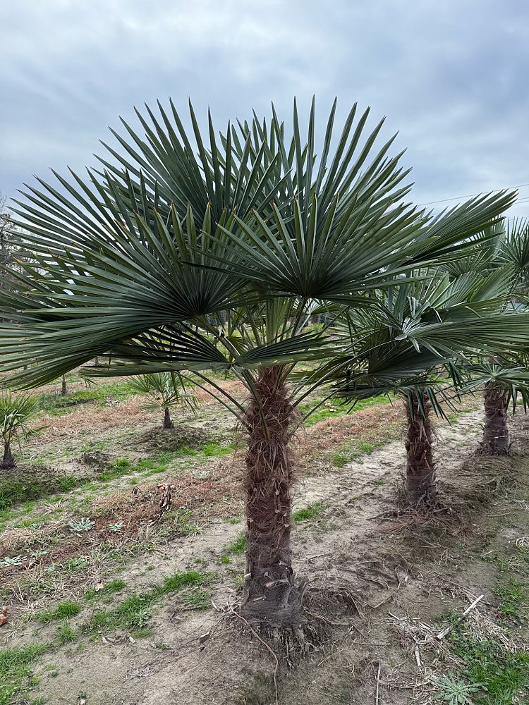 trachycarpus-fortunei-windmill-palm-chusan-palm