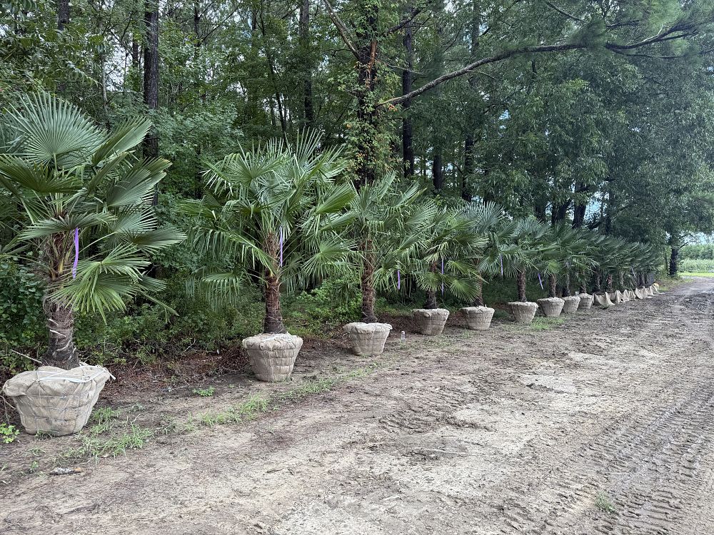 trachycarpus-fortunei-windmill-palm-chusan-palm