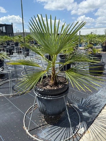 trachycarpus-fortunei-windmill-palm-chusan-palm