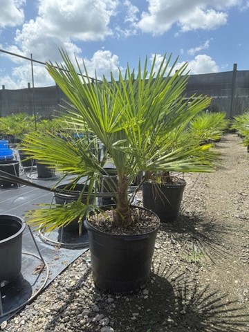 trachycarpus-fortunei-windmill-palm-chusan-palm