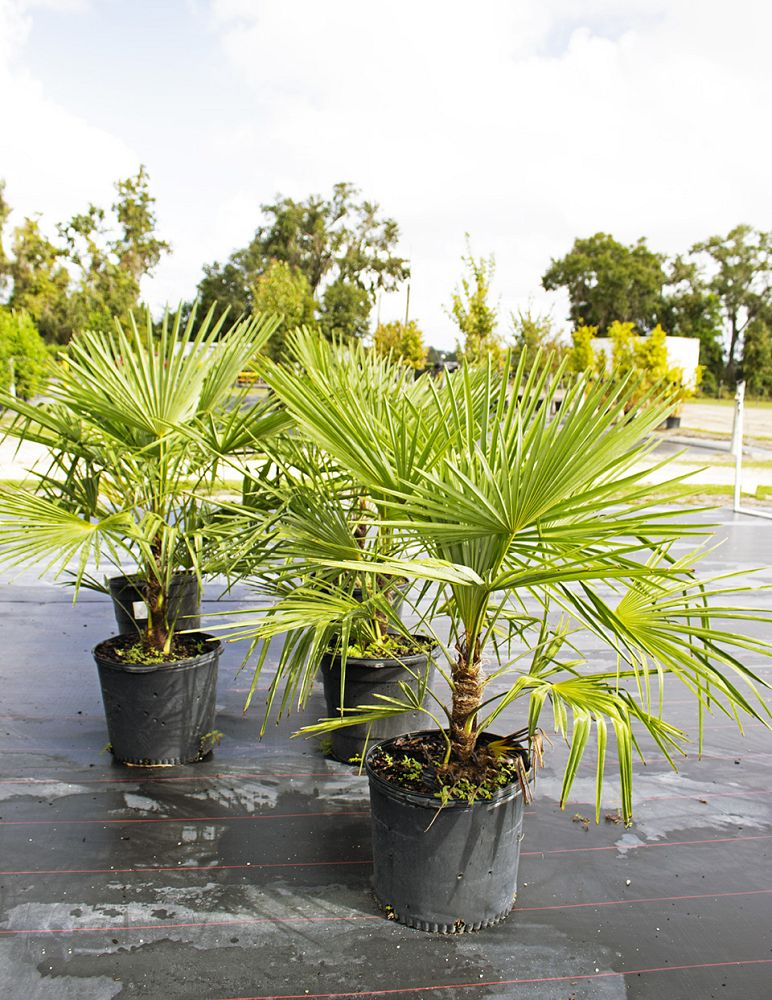 trachycarpus-fortunei-windmill-palm-chusan-palm
