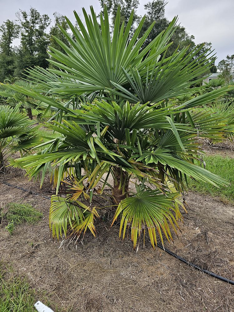 trachycarpus-fortunei-windmill-palm-chusan-palm