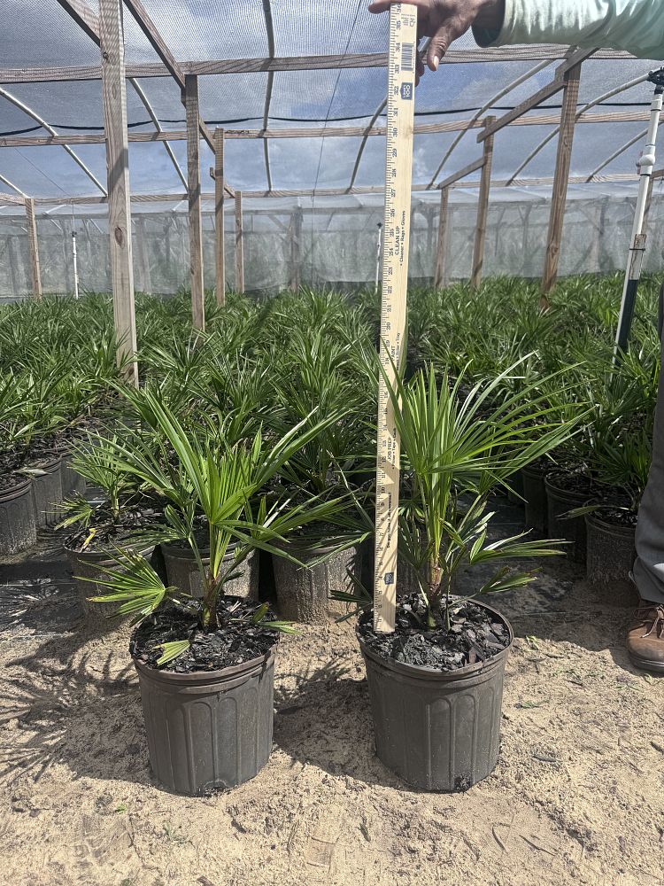 trachycarpus-fortunei-windmill-palm-chusan-palm