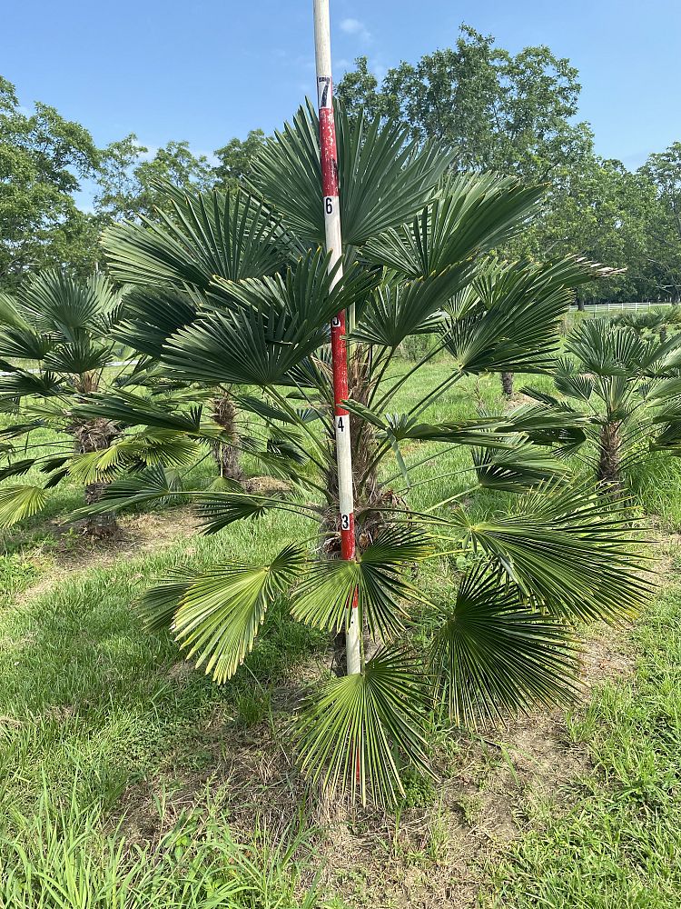 trachycarpus-wagnerianus-waggie-windmill-palm-miniature-chusan-palm