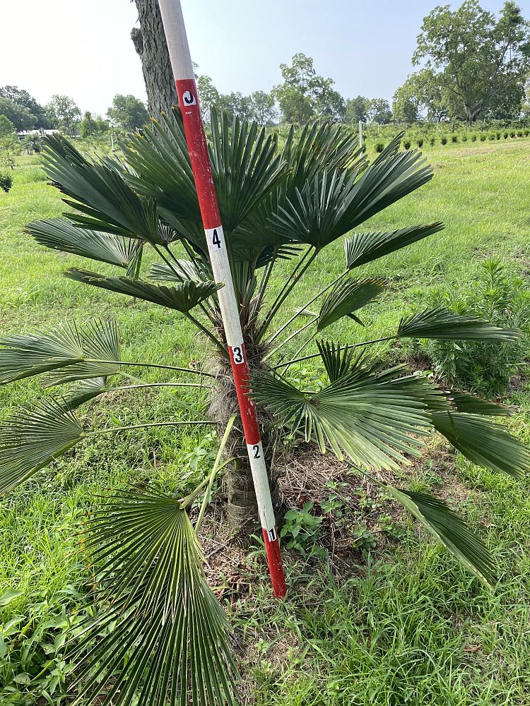 trachycarpus-wagnerianus-waggie-windmill-palm-miniature-chusan-palm