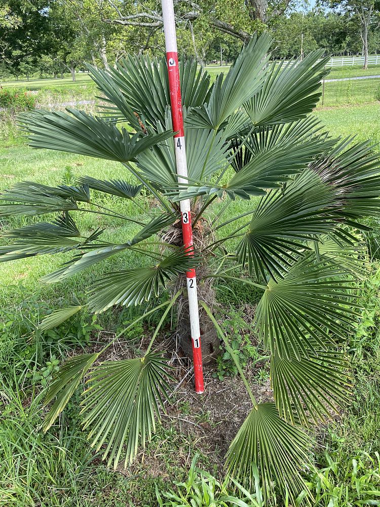 trachycarpus-wagnerianus-waggie-windmill-palm-miniature-chusan-palm
