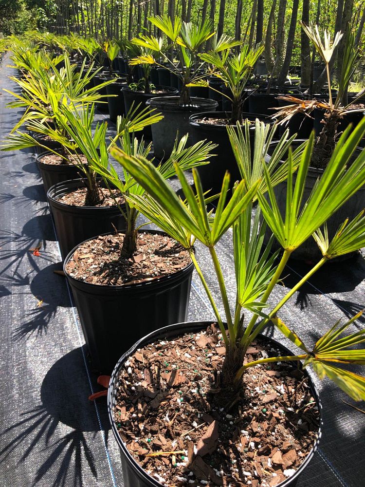 trachycarpus-wagnerianus-waggie-windmill-palm-miniature-chusan-palm