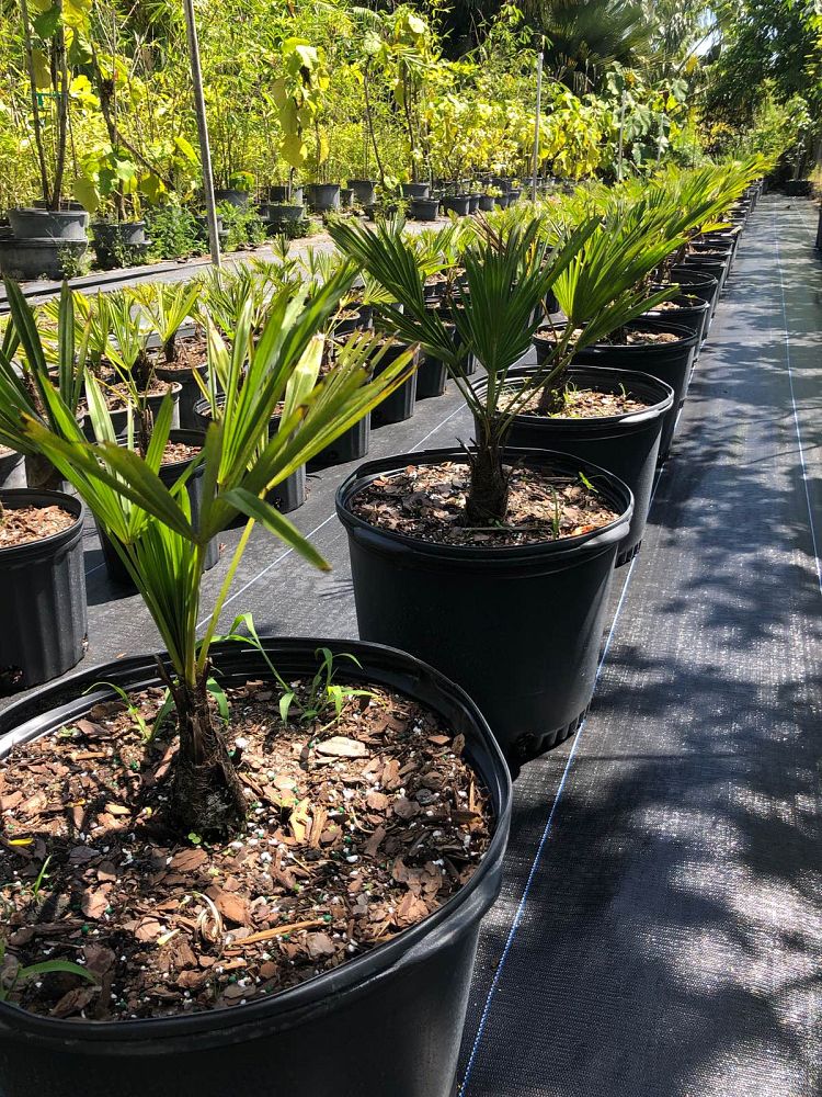 trachycarpus-wagnerianus-waggie-windmill-palm-miniature-chusan-palm