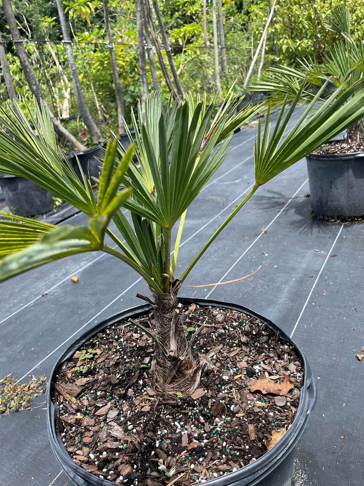 trachycarpus-wagnerianus-waggie-windmill-palm-miniature-chusan-palm
