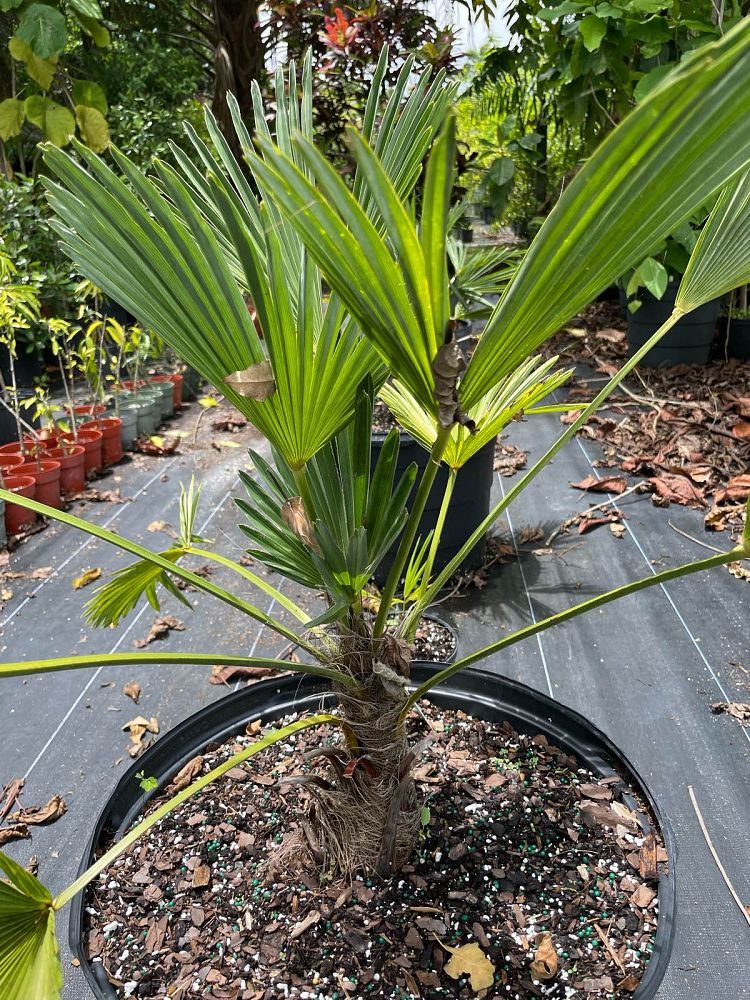 trachycarpus-wagnerianus-waggie-windmill-palm-miniature-chusan-palm