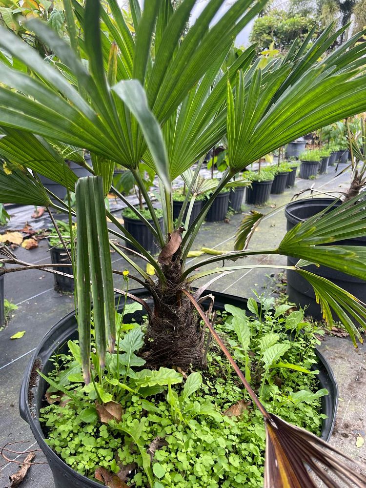 trachycarpus-wagnerianus-waggie-windmill-palm-miniature-chusan-palm