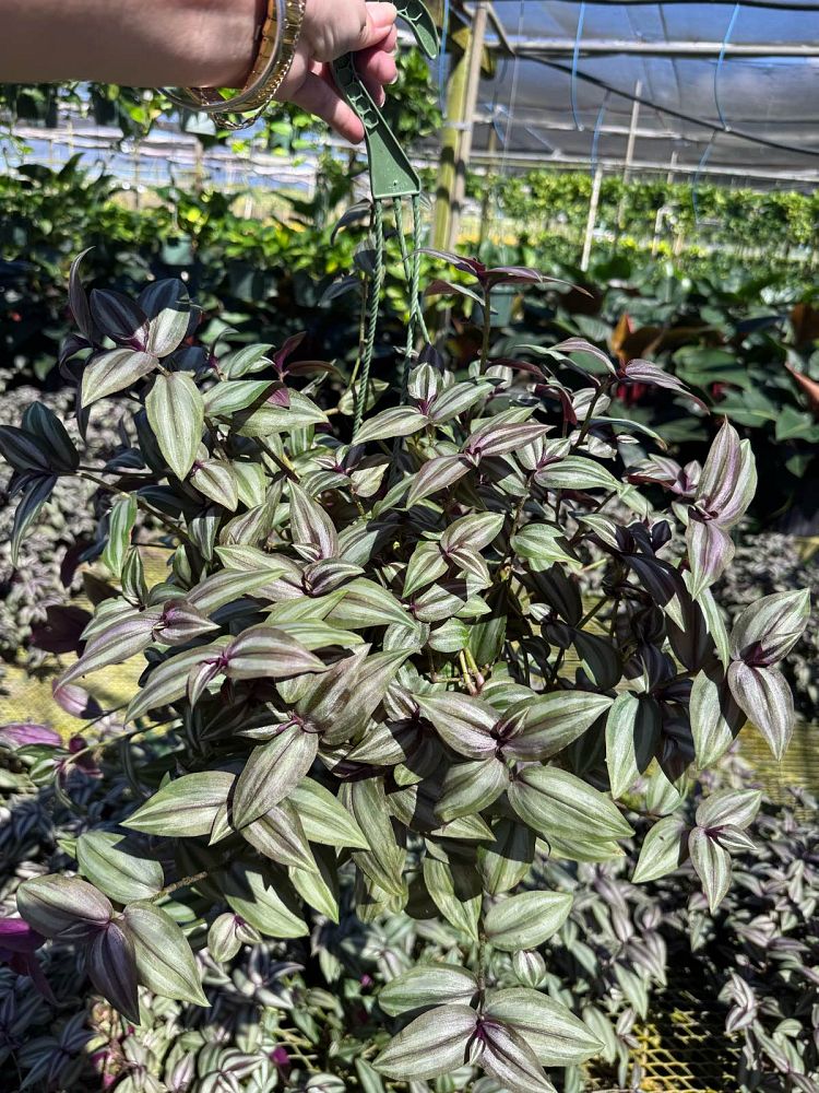 tradescantia-fluminensis-inch-plant-wandering-jew