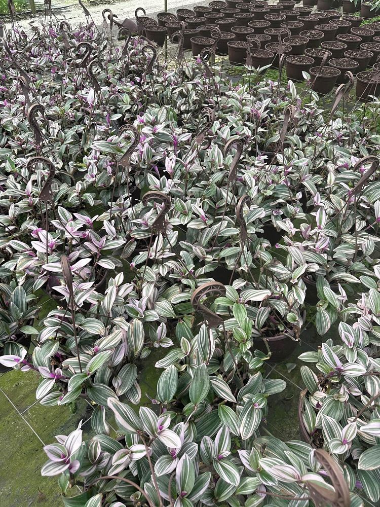 tradescantia-fluminensis-laekenensis-rainbow-inch-plant-wandering-jew