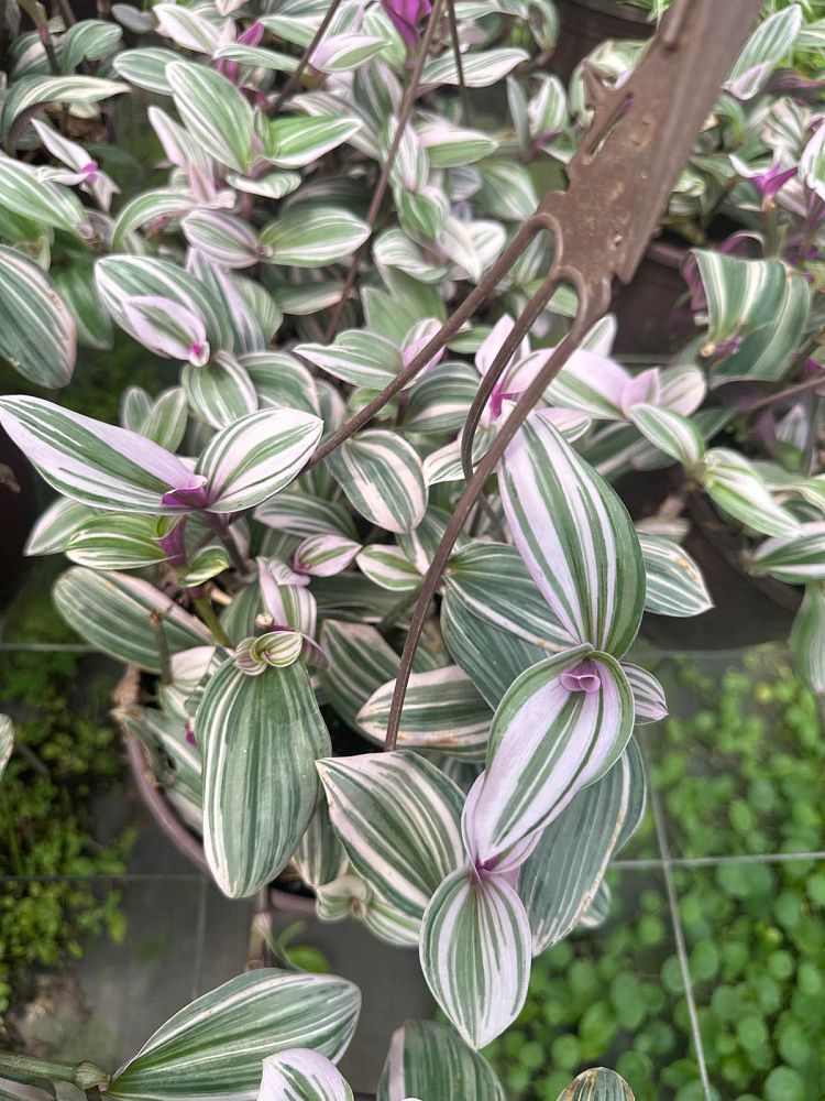 tradescantia-fluminensis-laekenensis-rainbow-inch-plant-wandering-jew