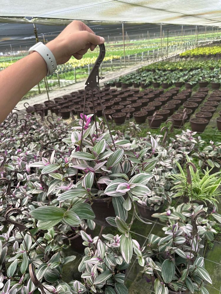 tradescantia-fluminensis-laekenensis-rainbow-inch-plant-wandering-jew