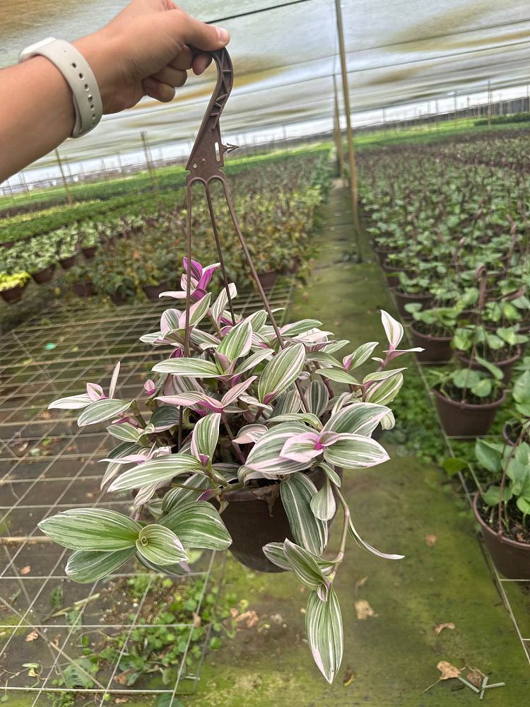 tradescantia-fluminensis-laekenensis-rainbow-inch-plant-wandering-jew