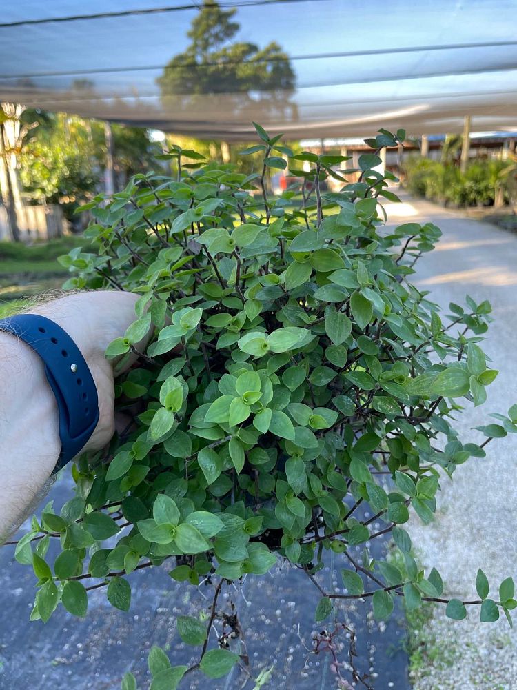 tradescantia-microfolia-argentine-ivy