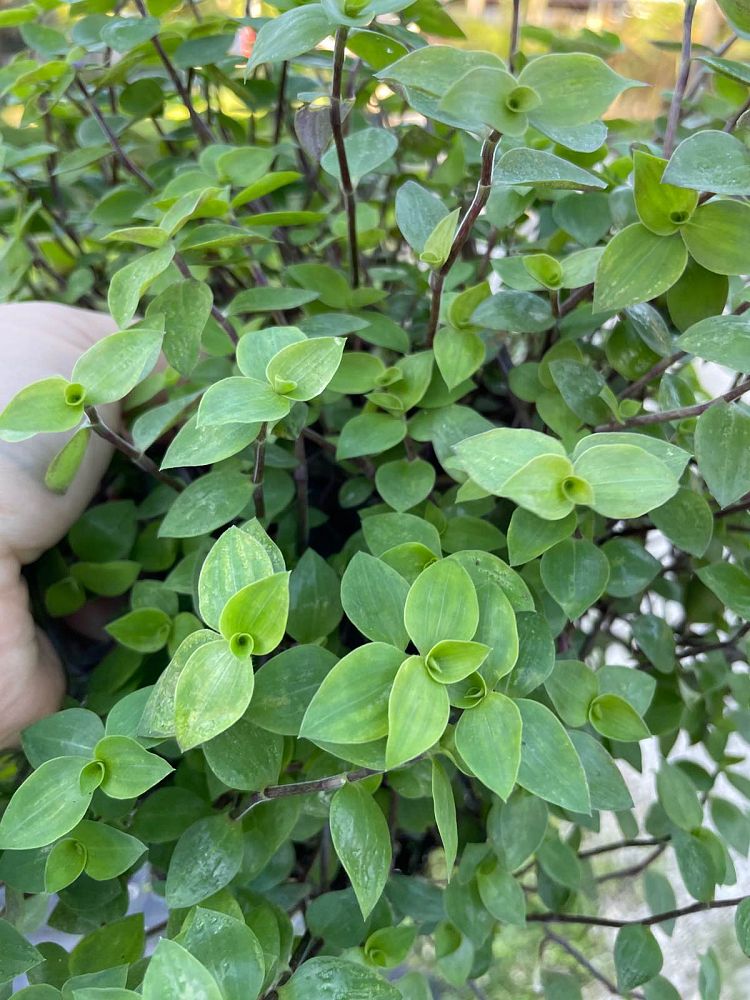tradescantia-microfolia-argentine-ivy