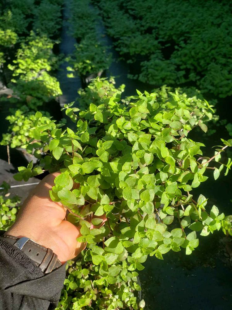 tradescantia-microfolia-argentine-ivy