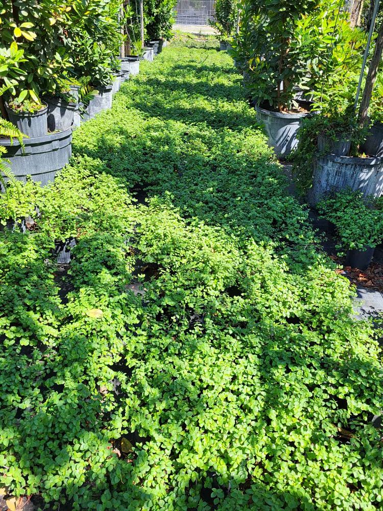 tradescantia-microfolia-argentine-ivy