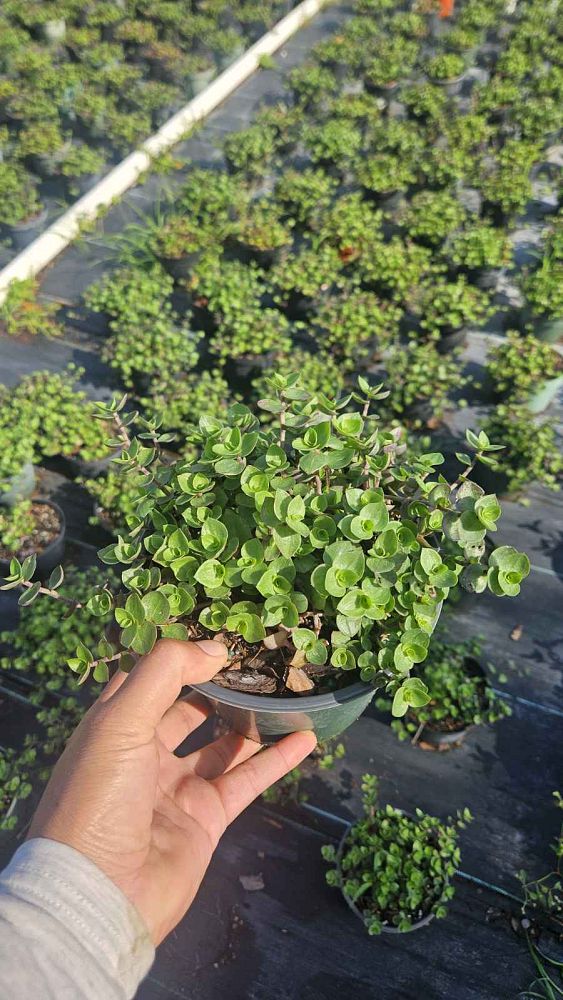 tradescantia-microfolia-argentine-ivy