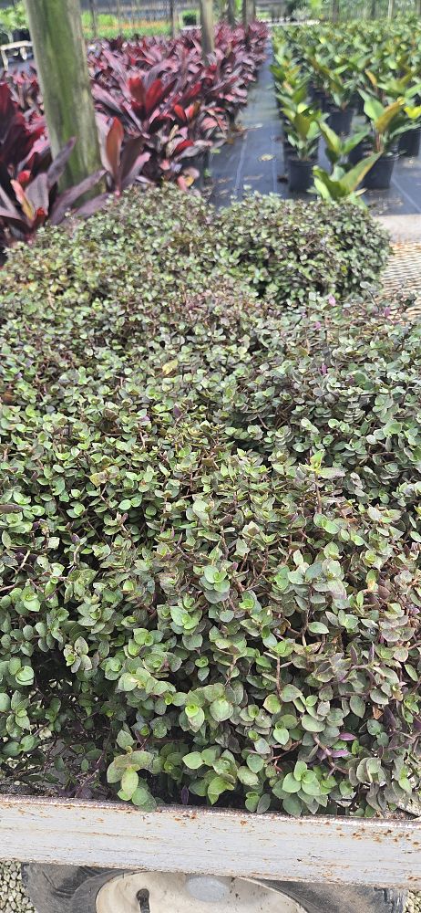 tradescantia-microfolia-argentine-ivy