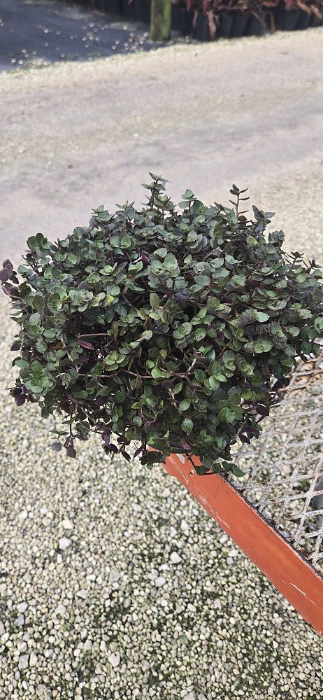 tradescantia-microfolia-argentine-ivy