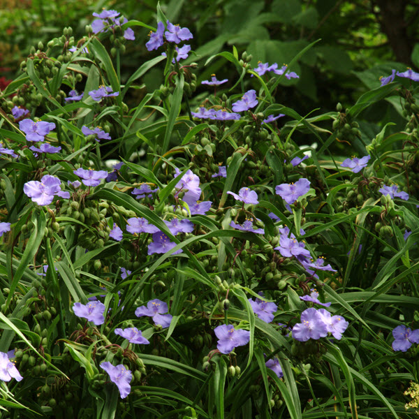tradescantia-ohiensis-ohio-spiderwort-bluejacket