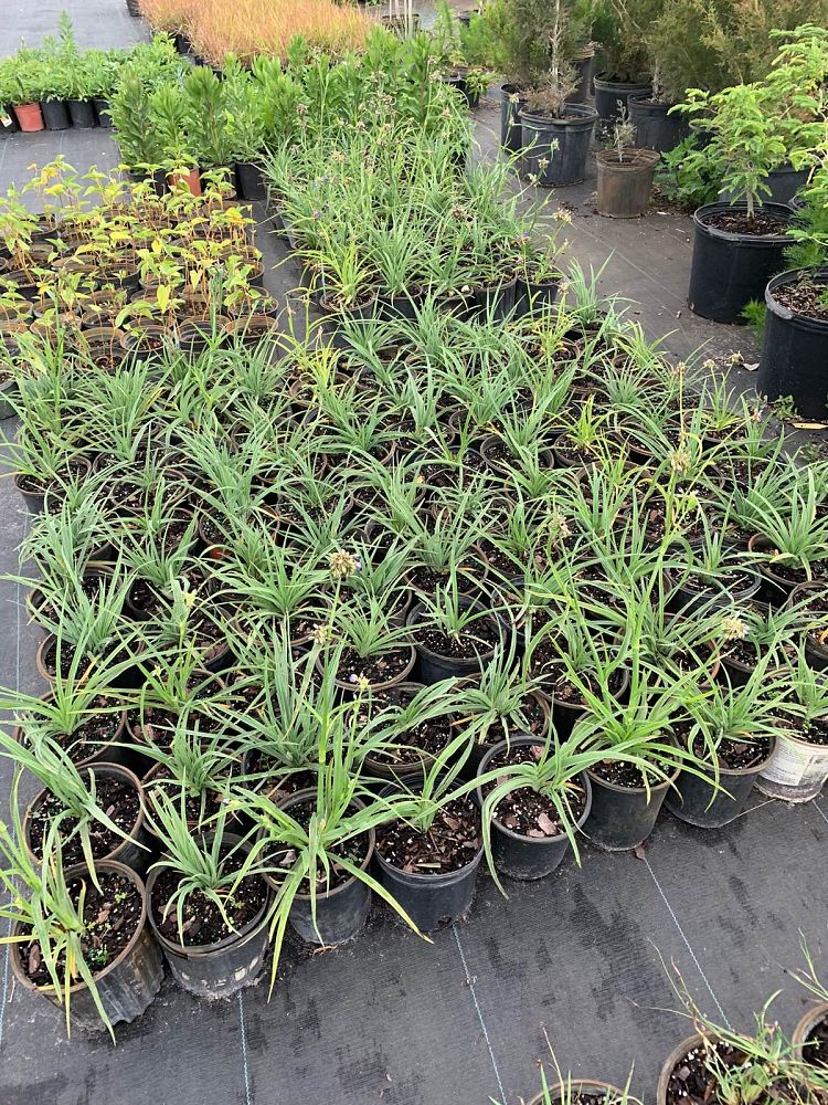 tradescantia-ohiensis-ohio-spiderwort-bluejacket
