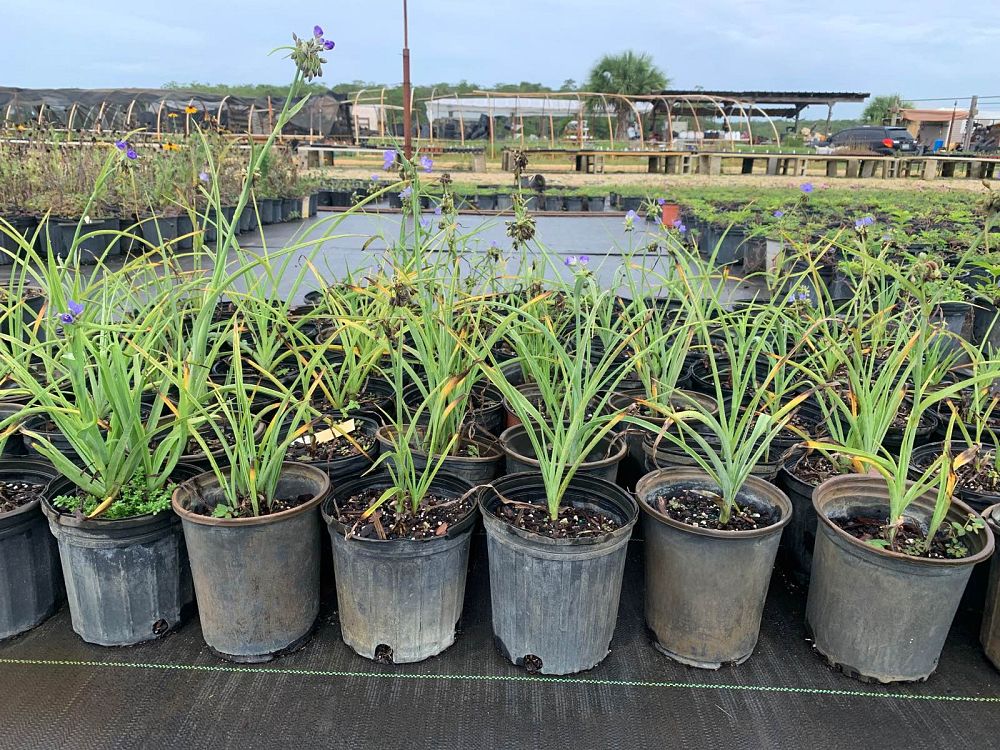tradescantia-ohiensis-ohio-spiderwort-bluejacket