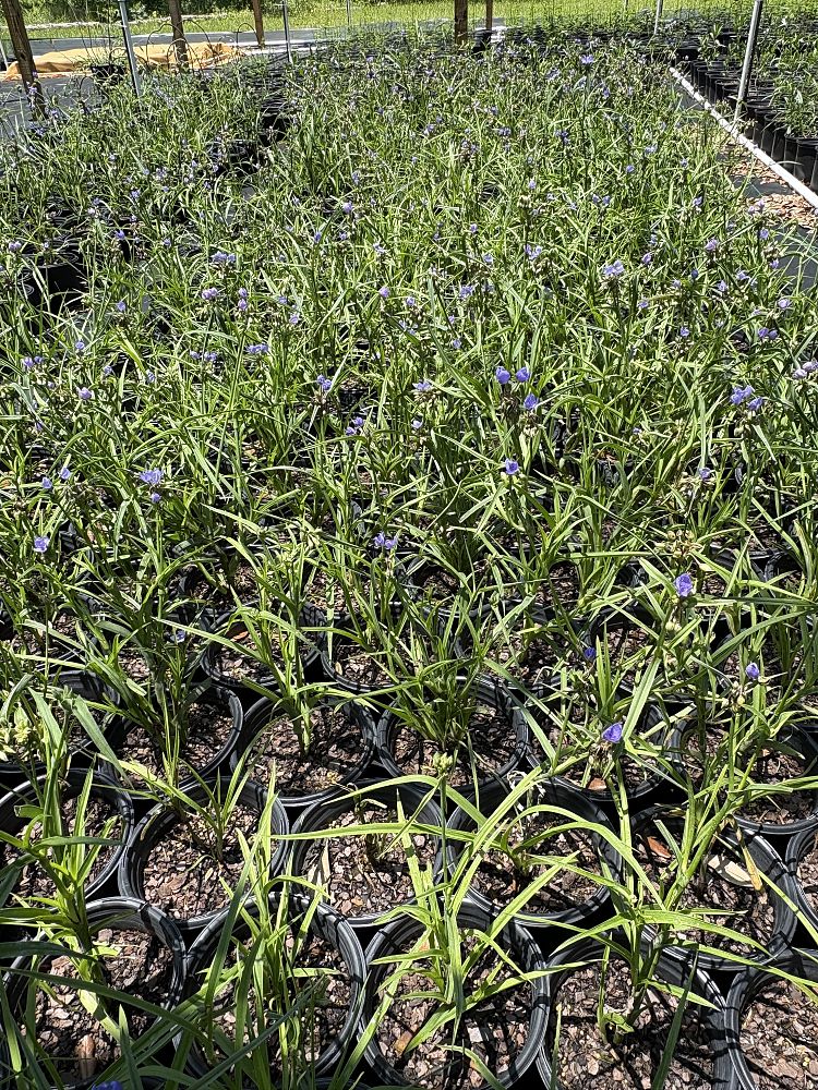 tradescantia-ohiensis-ohio-spiderwort-bluejacket