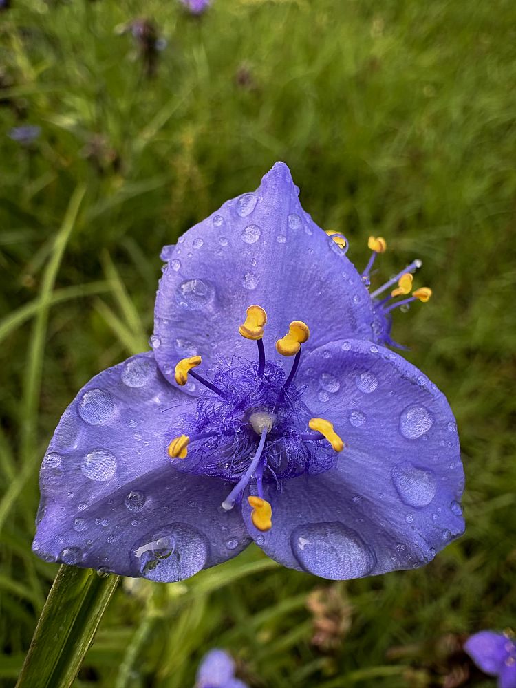 tradescantia-ohiensis-ohio-spiderwort-bluejacket
