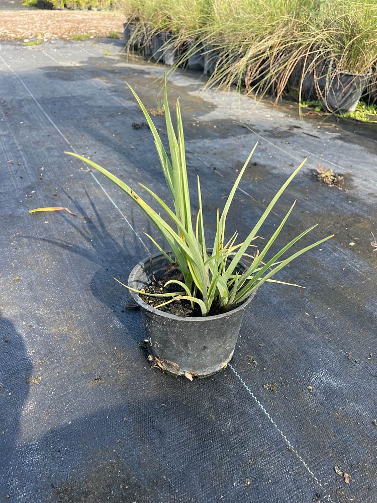 tradescantia-ohiensis-ohio-spiderwort-bluejacket