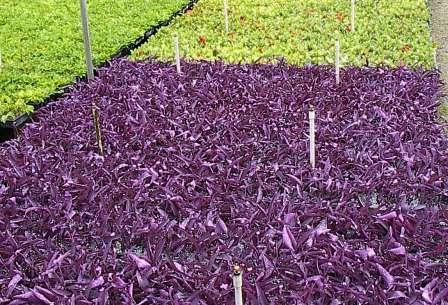 tradescantia-pallida-purple-queen-wandering-jew-purple-heart
