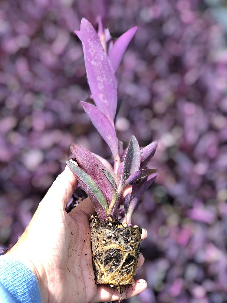 tradescantia-pallida-purple-queen-wandering-jew-purple-heart