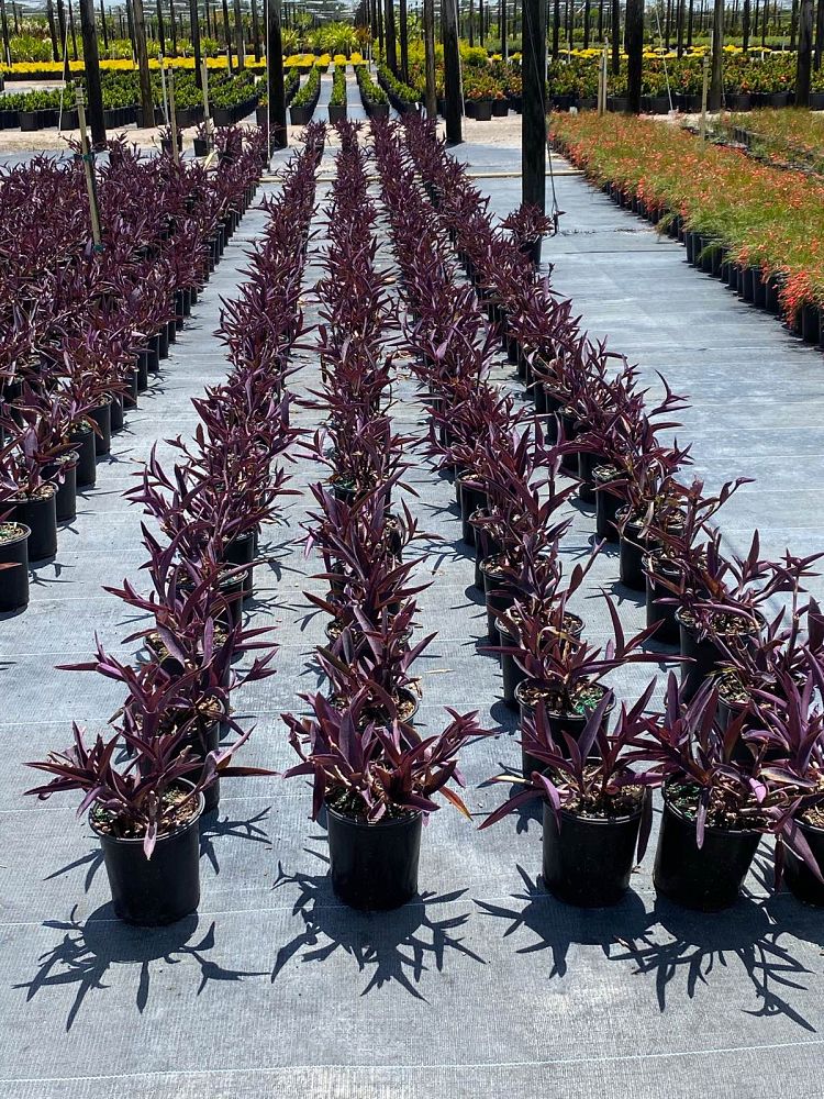 tradescantia-pallida-purple-queen-wandering-jew-purple-heart