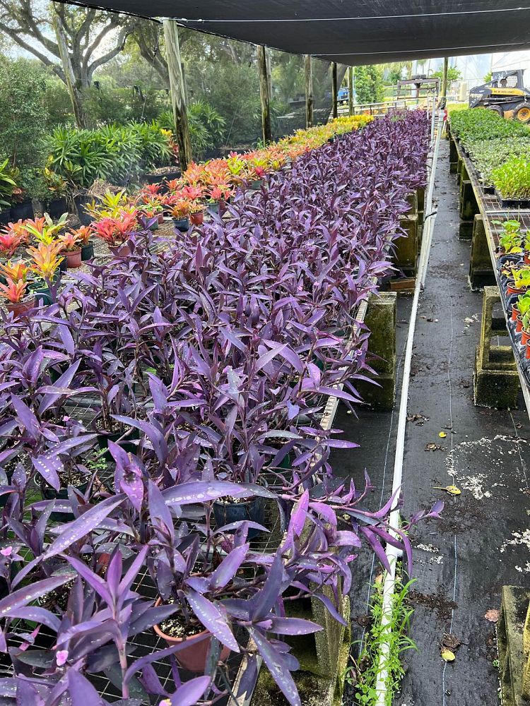 tradescantia-pallida-purple-queen-wandering-jew-purple-heart