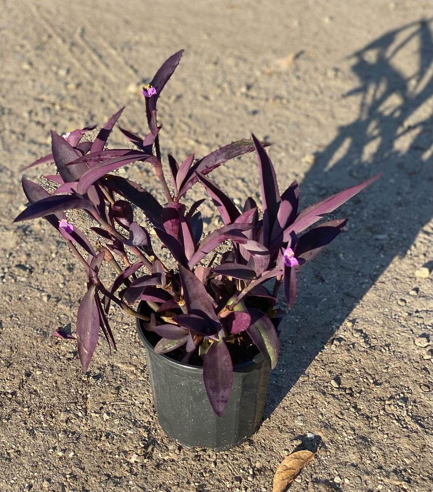 tradescantia-pallida-purple-queen-wandering-jew-purple-heart