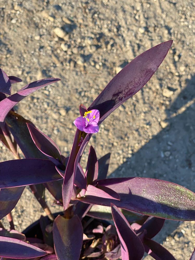 tradescantia-pallida-purple-queen-wandering-jew-purple-heart