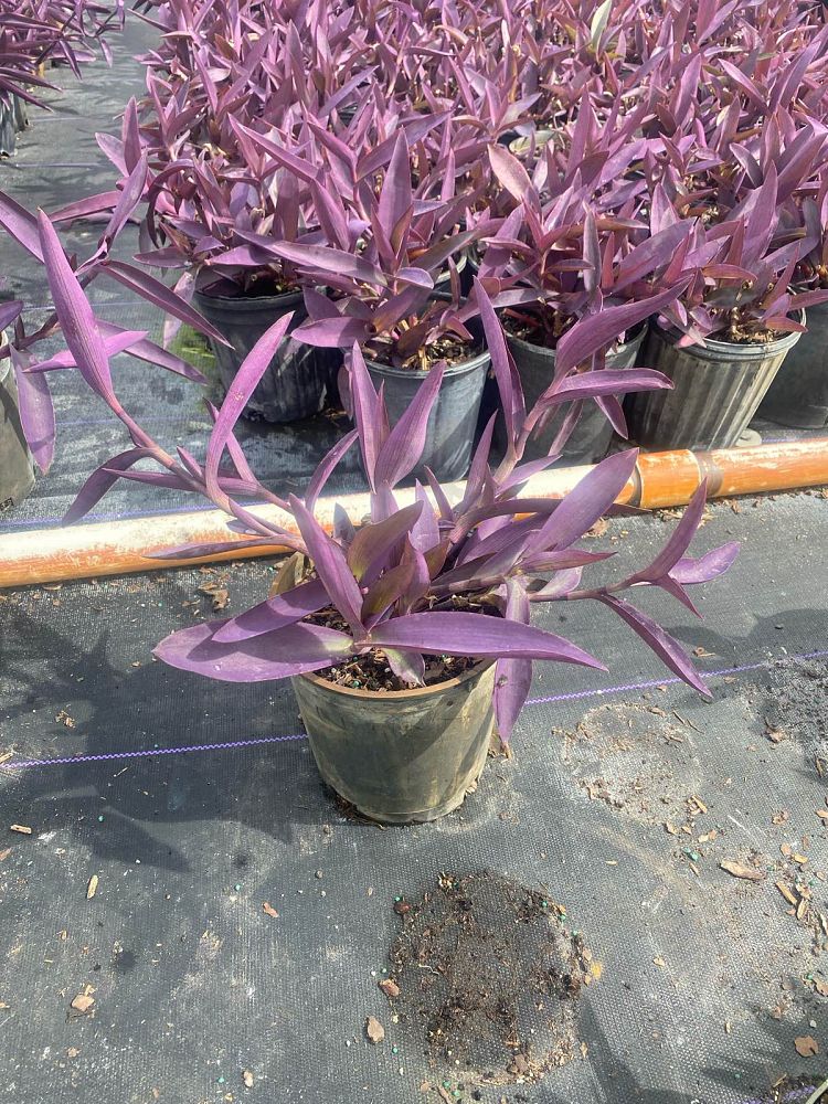 tradescantia-pallida-purple-queen-wandering-jew-purple-heart