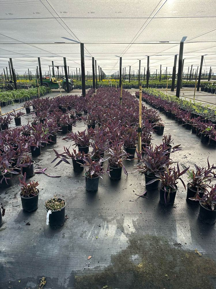 tradescantia-pallida-purple-queen-wandering-jew-purple-heart
