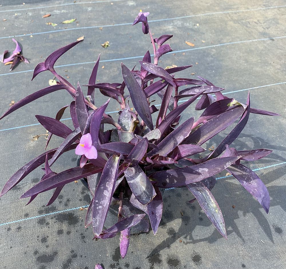 tradescantia-pallida-purple-queen-wandering-jew-purple-heart