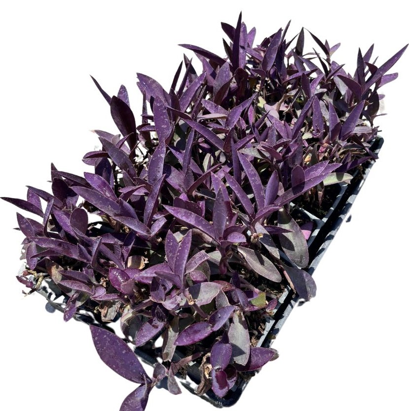 tradescantia-pallida-purple-queen-wandering-jew-purple-heart