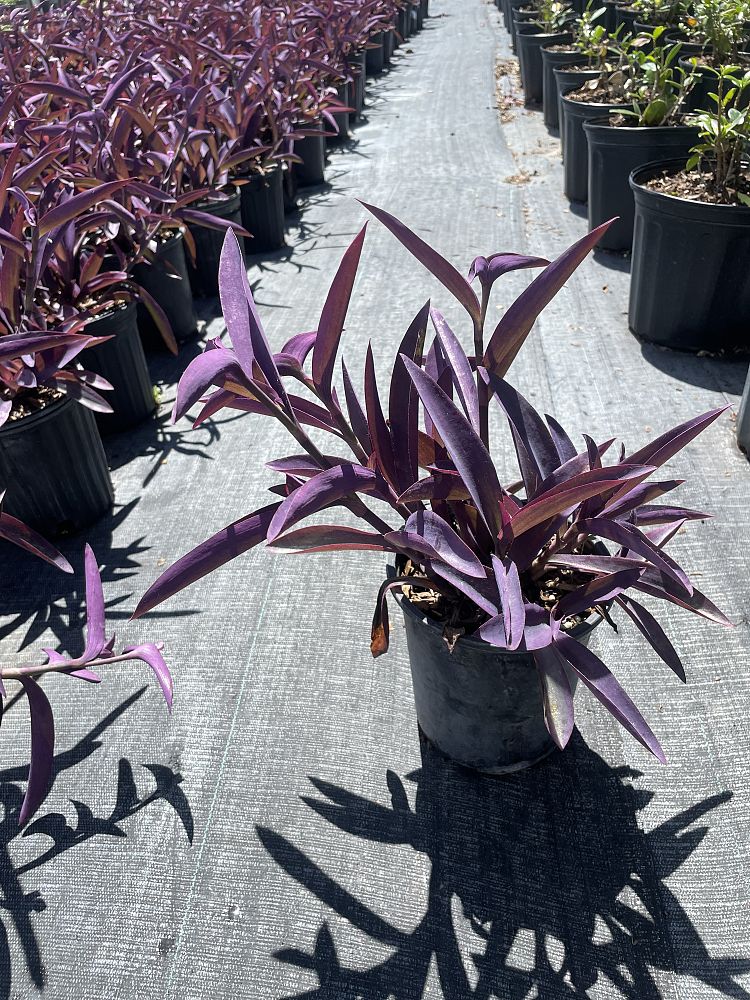 tradescantia-pallida-purple-queen-wandering-jew-purple-heart