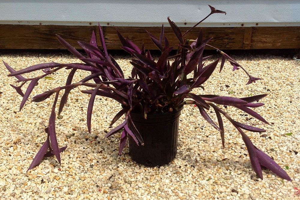 tradescantia-pallida-purpurea-purple-queen-purple-jew-setcreasea-purpurea-purple-heart