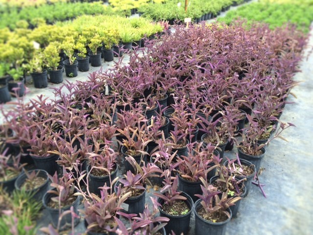 tradescantia-pallida-purpurea-purple-queen-purple-jew-setcreasea-purpurea-purple-heart