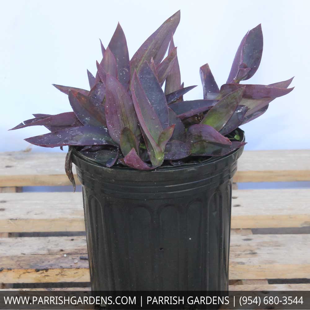 tradescantia-pallida-purpurea-purple-queen-purple-jew-setcreasea-purpurea-purple-heart