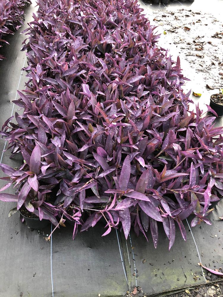 tradescantia-pallida-purpurea-purple-queen-purple-jew-setcreasea-purpurea-purple-heart