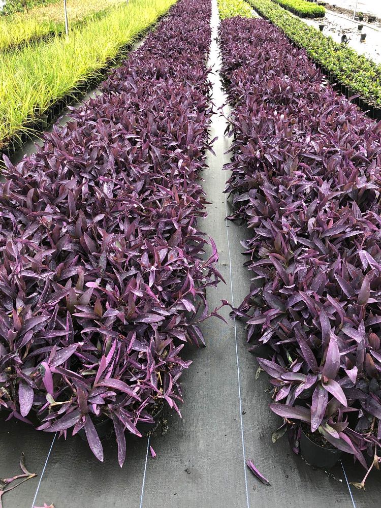 tradescantia-pallida-purpurea-purple-queen-purple-jew-setcreasea-purpurea-purple-heart